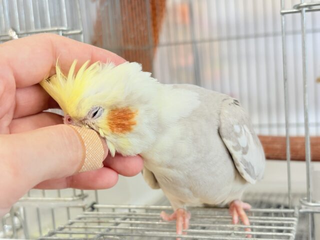 オカメインコ
