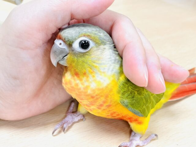 ホオミドリウロコインコ