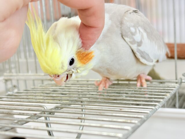 オカメインコ