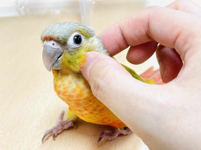 ホオミドリウロコインコ