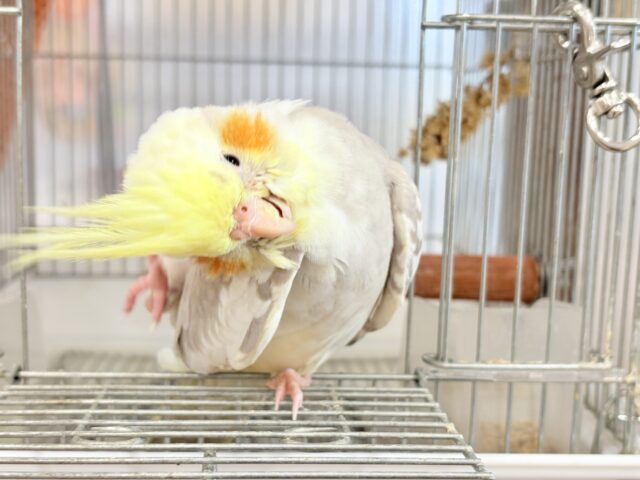 オカメインコ