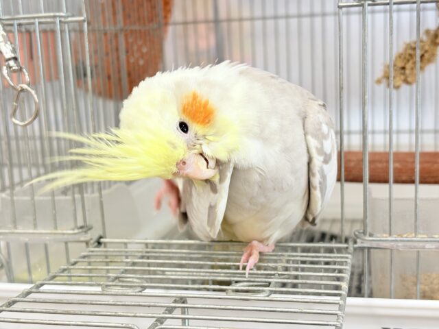 オカメインコ
