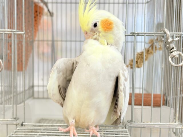 オカメインコ