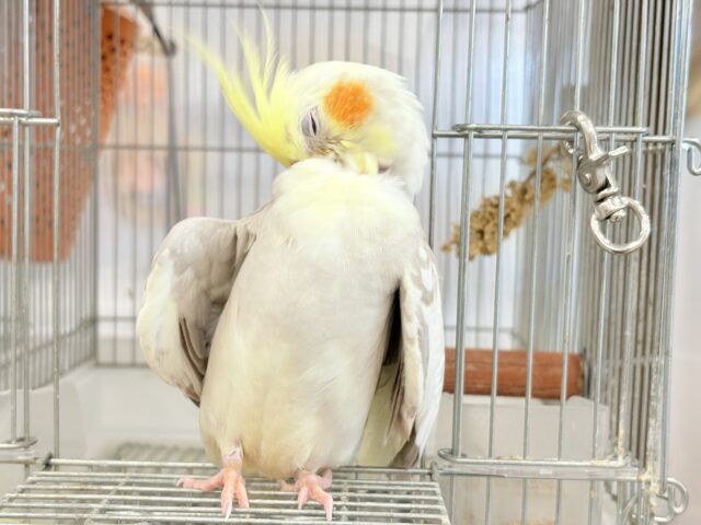 オカメインコ
