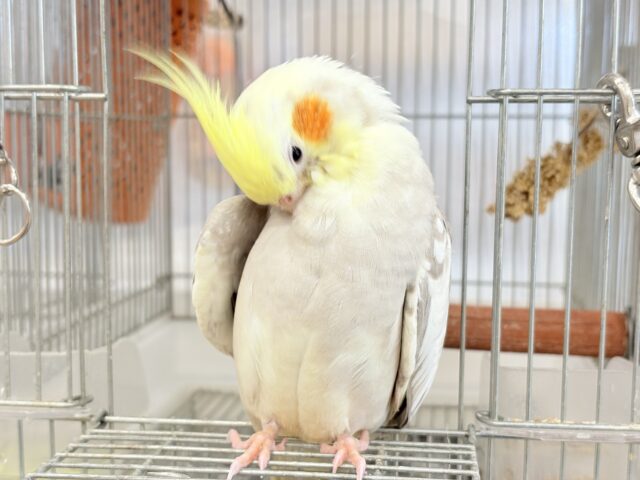 オカメインコ