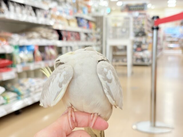 オカメインコ