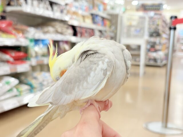 オカメインコ