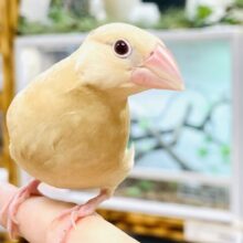 【最新画像】成長がたのしみ☺️シナモン文鳥（ヒナ）