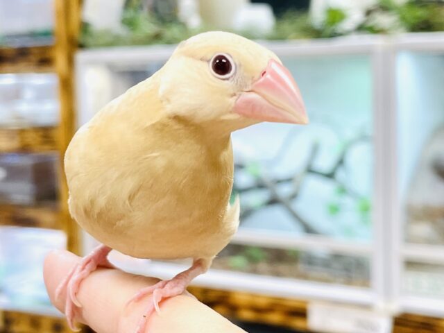 【最新画像】成長がたのしみ☺️シナモン文鳥（ヒナ）