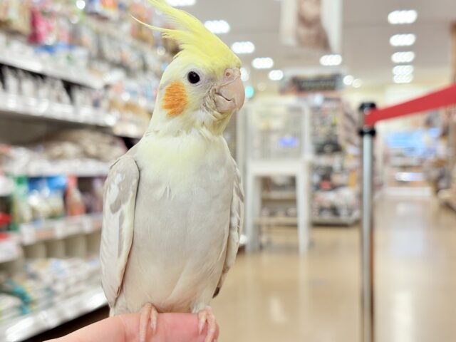 オカメインコ