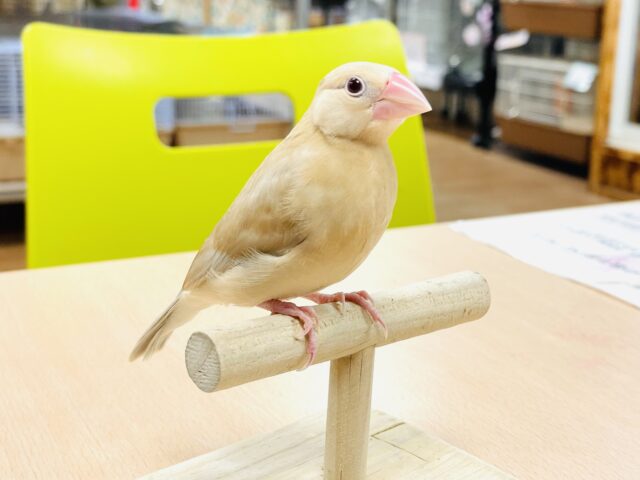シナモン文鳥