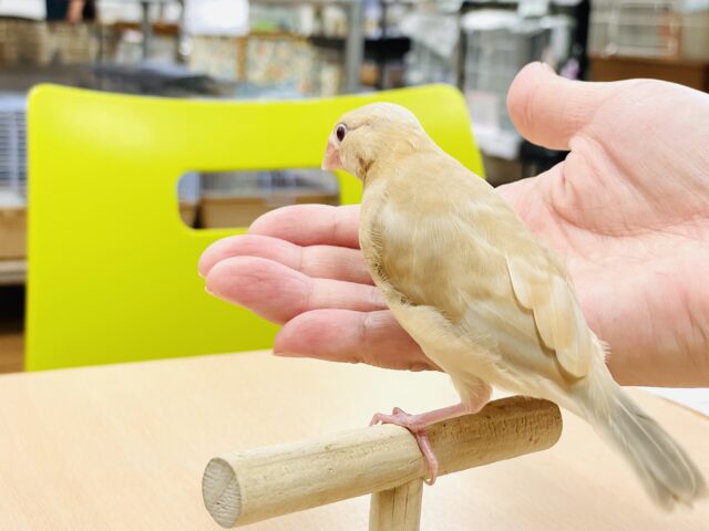 シナモン文鳥