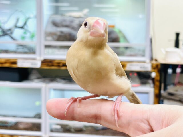 シナモン文鳥