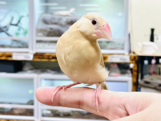 シナモン文鳥