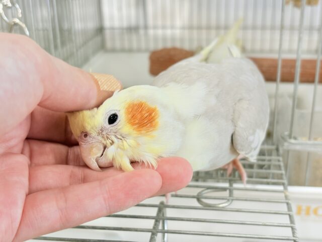 オカメインコ