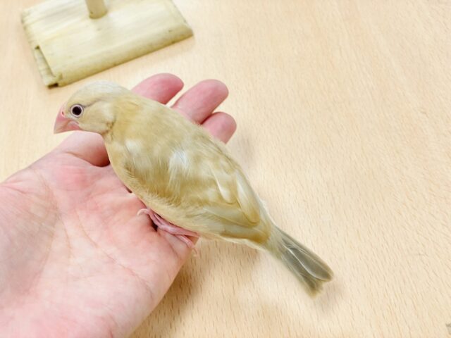 シナモン文鳥