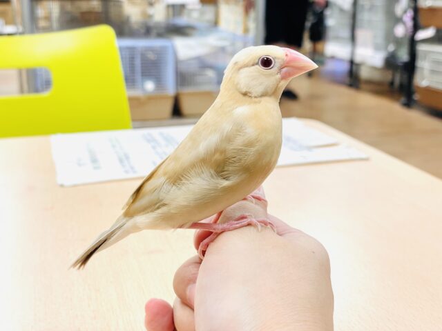 シナモン文鳥