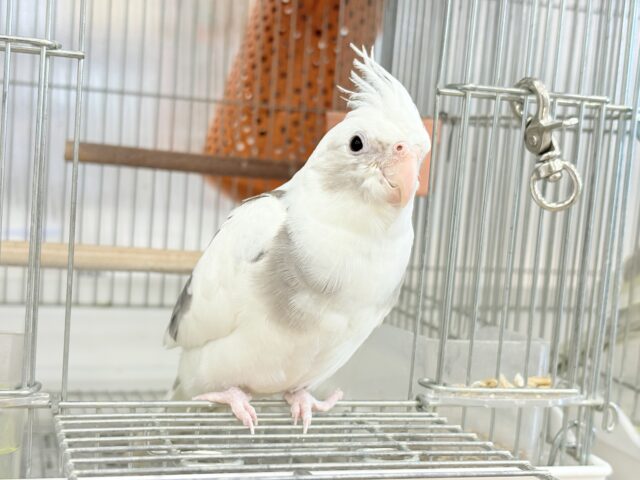 オカメインコ