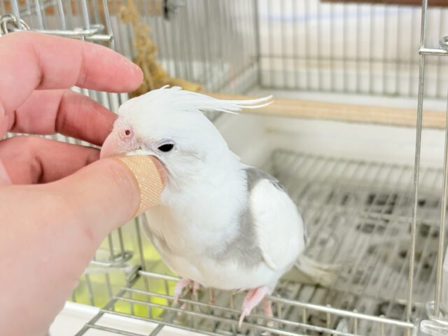 オカメインコ
