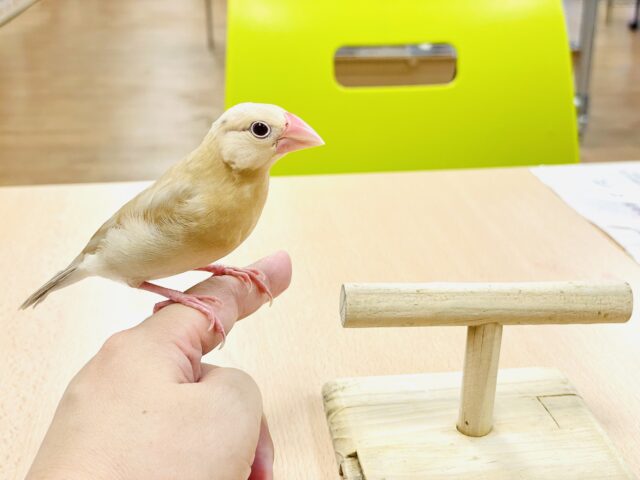 シナモン文鳥
