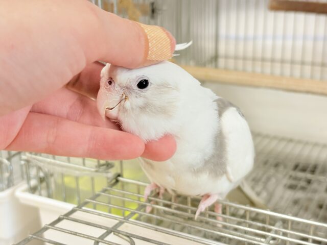 オカメインコ