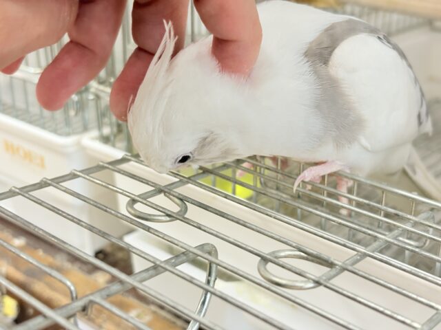 オカメインコ