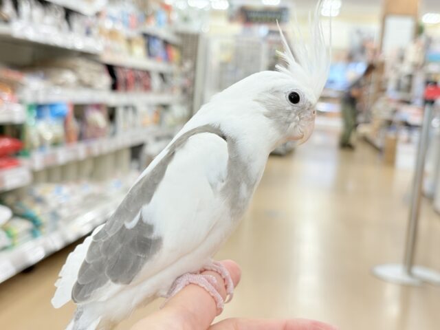 オカメインコ