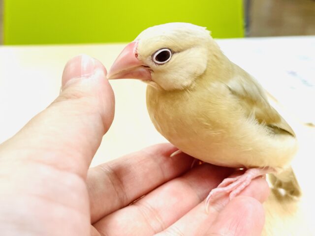 シナモン文鳥
