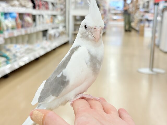 オカメインコ