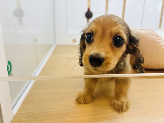 カニンヘンダックス