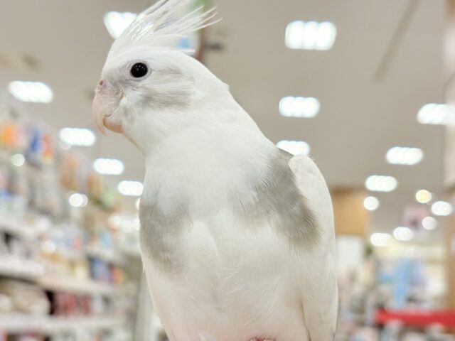 オカメインコ