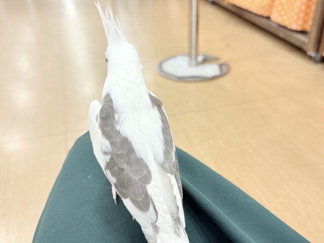オカメインコ