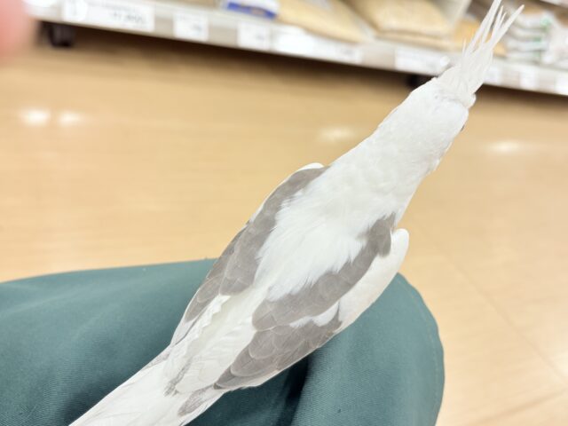 オカメインコ