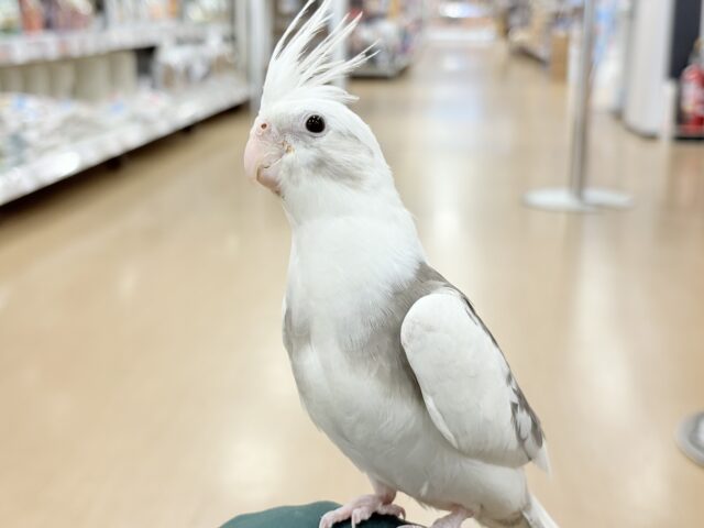 オカメインコ