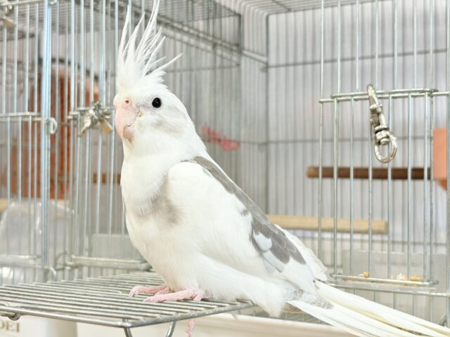 オカメインコ