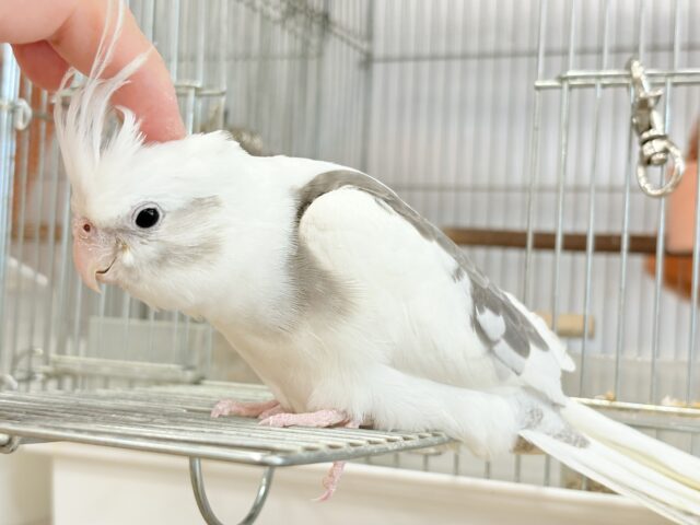 オカメインコ