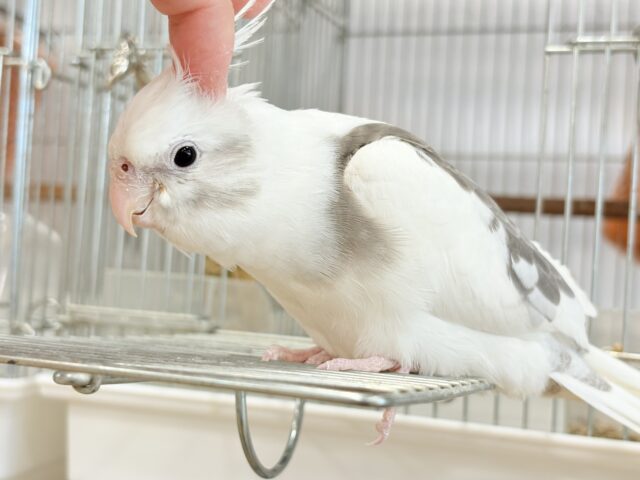 オカメインコ