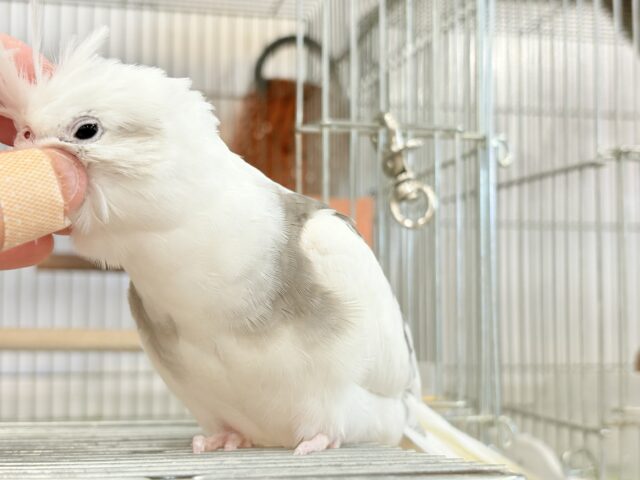 オカメインコ