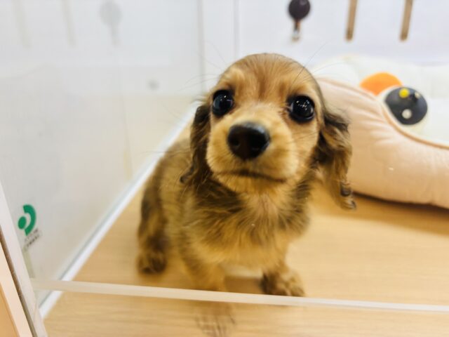カニンヘンダックス