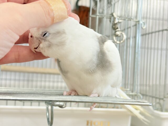 オカメインコ