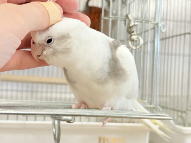 オカメインコ