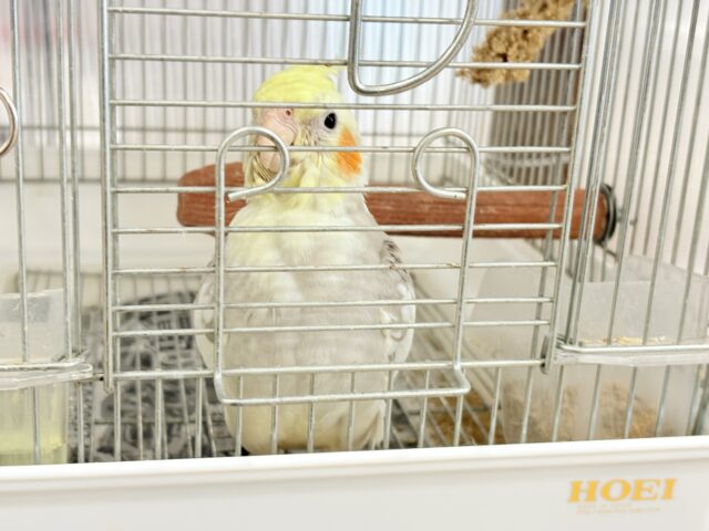 オカメインコ