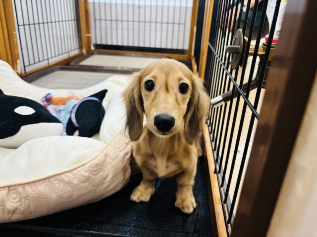 カニンヘンダックス