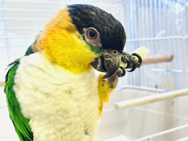 ズグロシロハラインコ