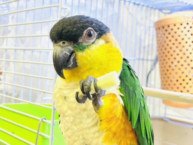 ズグロシロハラインコ