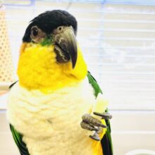 【最新動画】黒い頭が魅力的な元気っ子💕ズグロシロハラインコ（男の子）