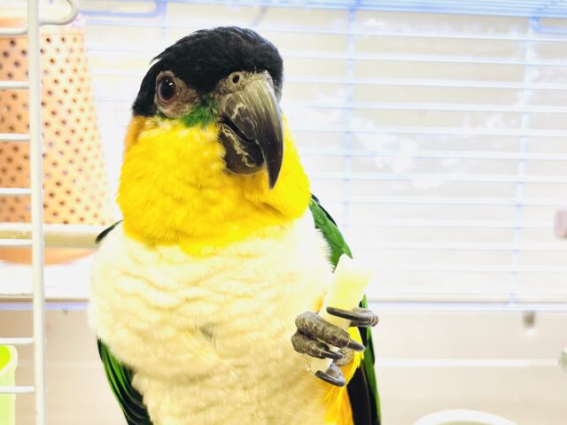 【最新動画】黒い頭が魅力的な元気っ子💕ズグロシロハラインコ（男の子）