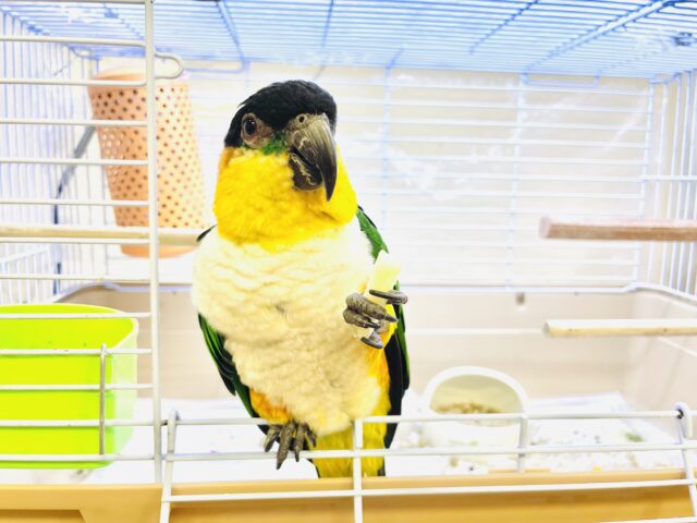 ズグロシロハラインコ