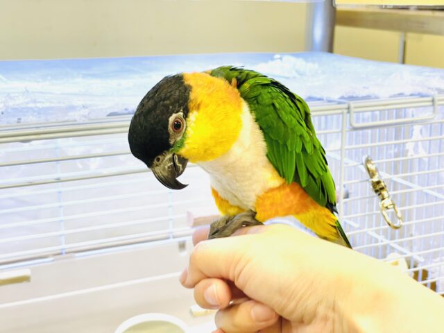 ズグロシロハラインコ