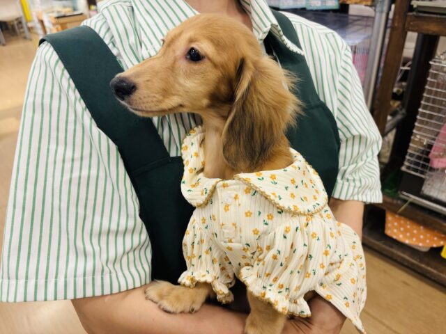 カニンヘンダックス